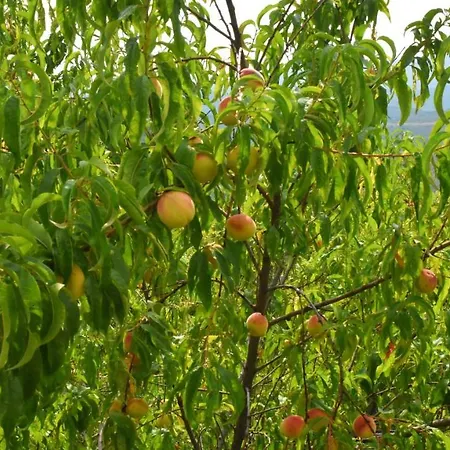 Pajenga Farm Private Elbasan